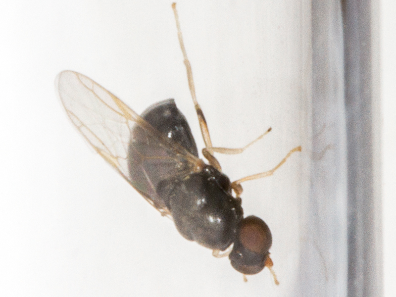 Pachygaster leachii