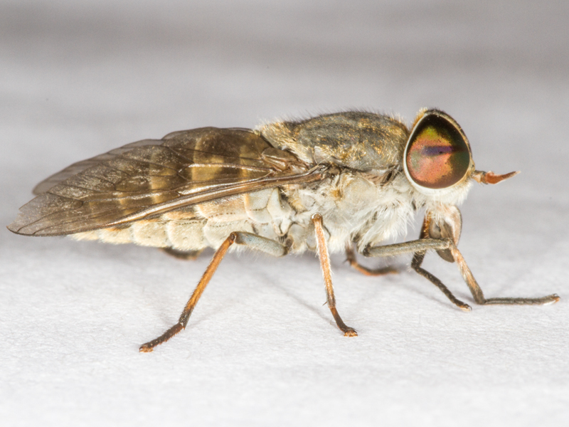 Tabanus maculicornis