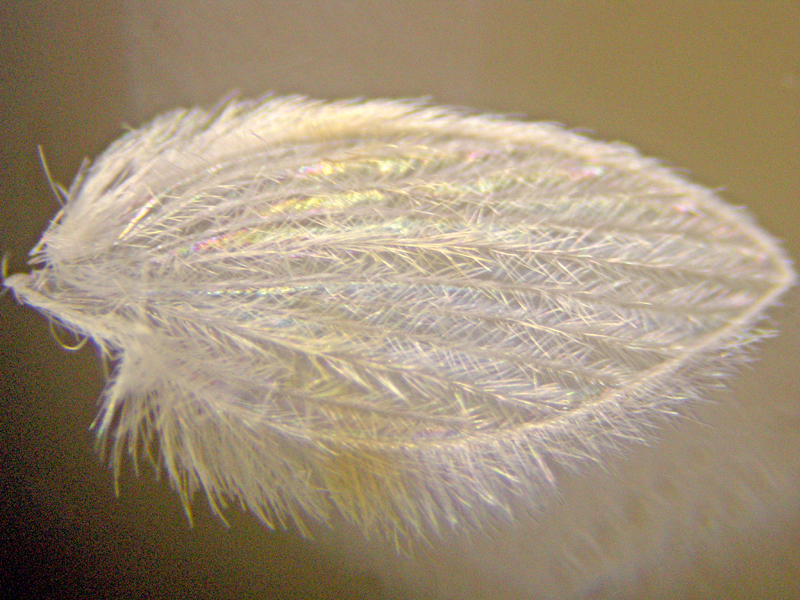 Psychoda sigma