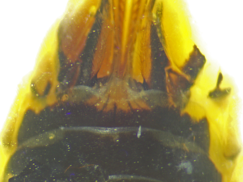 Tenthredo baetica