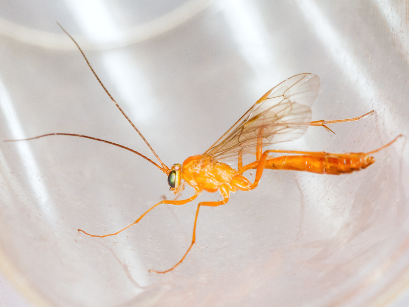 Netelia fuscicornis