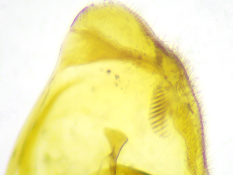 Netelia inedita