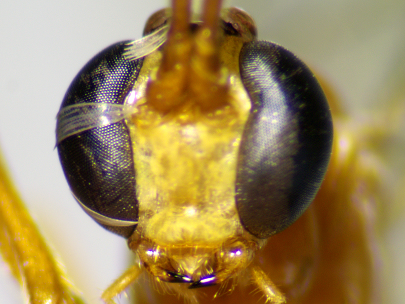 Netelia inedita