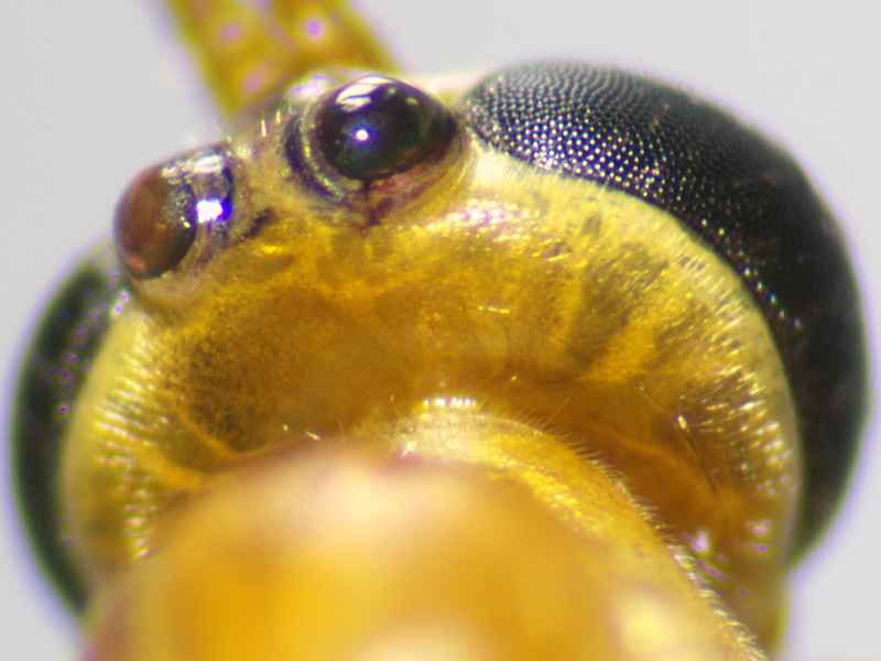 Netelia inedita
