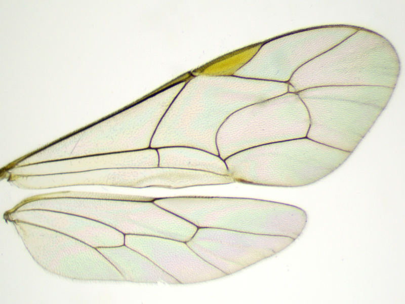 Netelia inedita