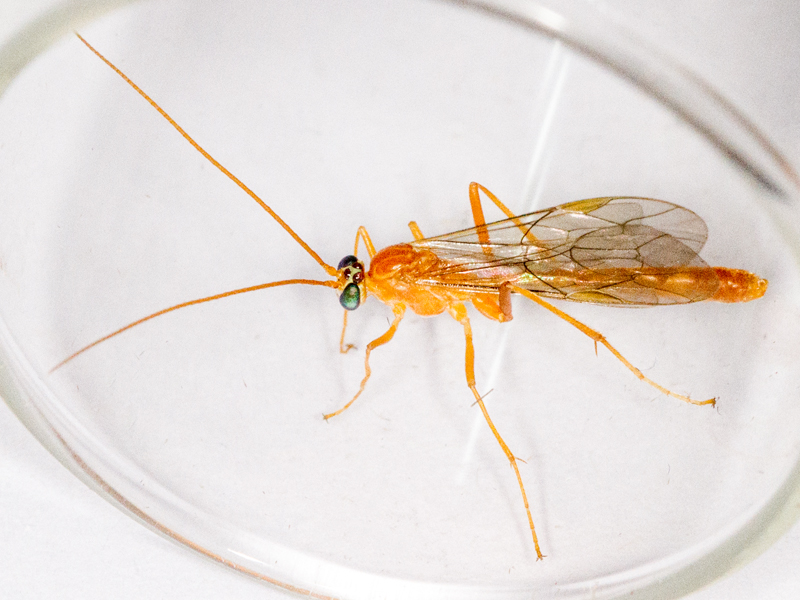 Netelia inedita