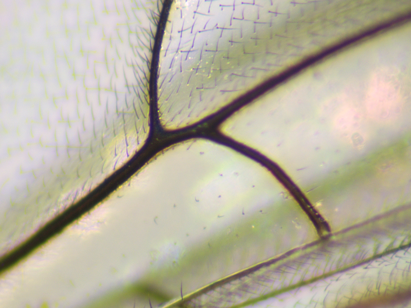 Netelia infractor