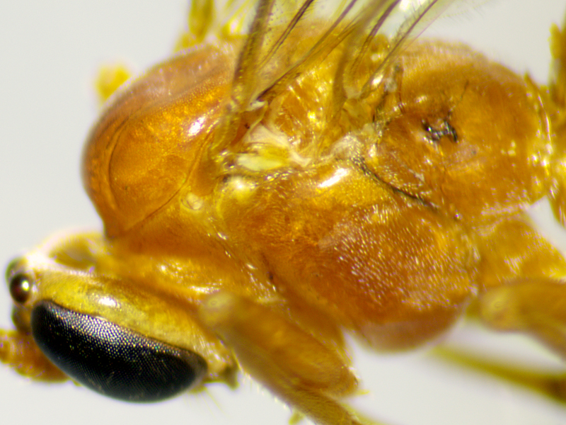 Netelia latungula