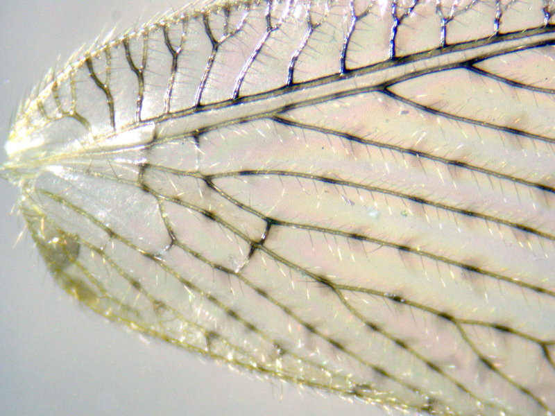 Hemerobius micans