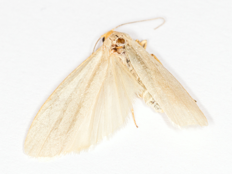 Hoary Footman