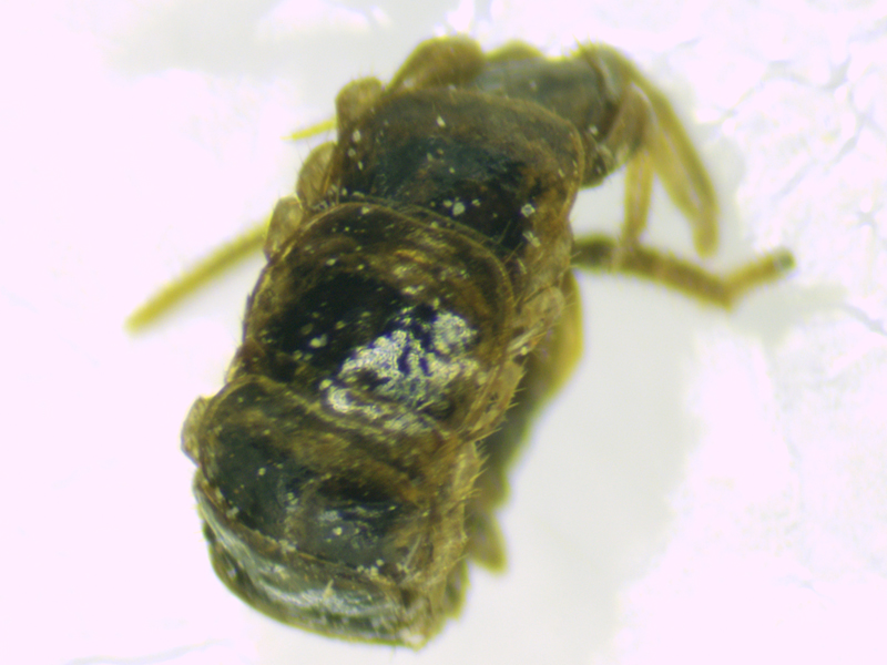 Lithobius microps