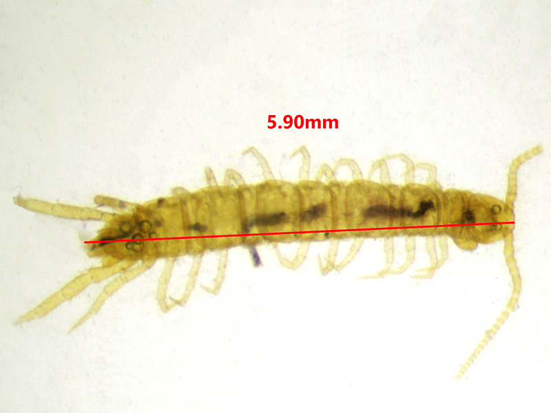 Lithobius microps