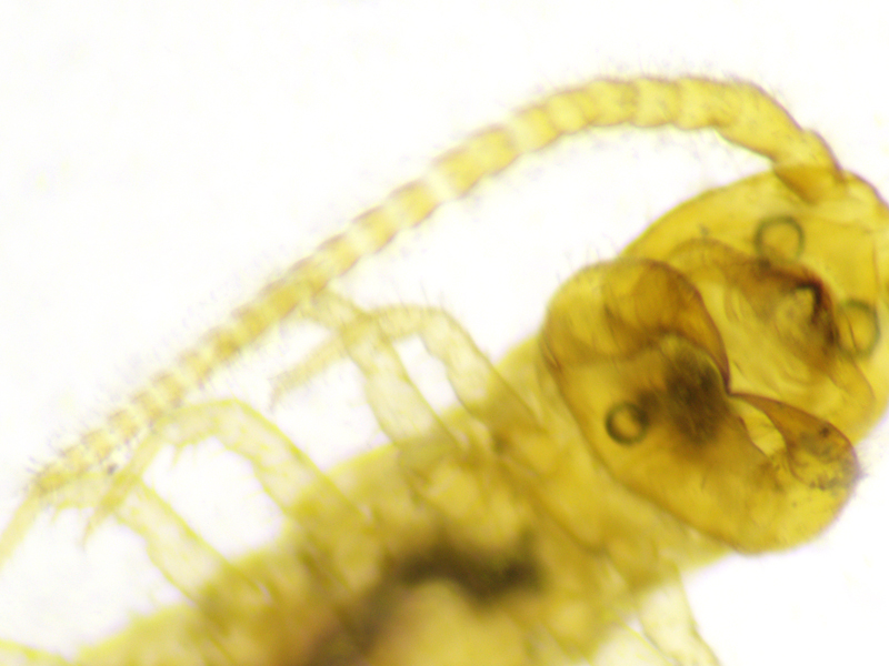 Lithobius microps