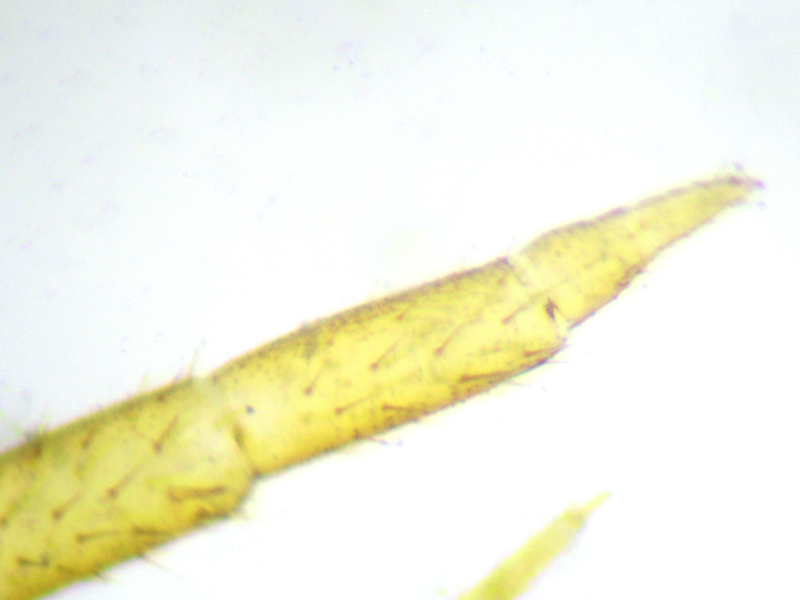 Lithobius microps