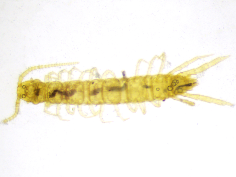Lithobius microps