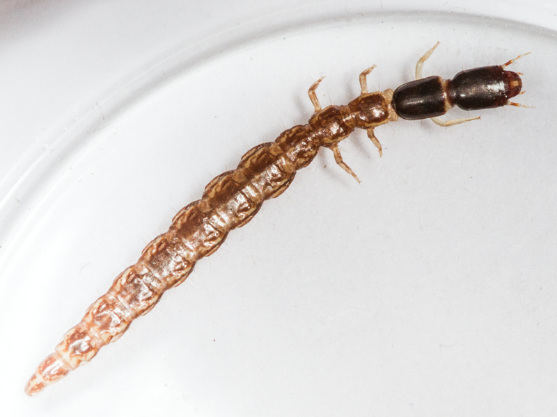 unidentified snakeflies
