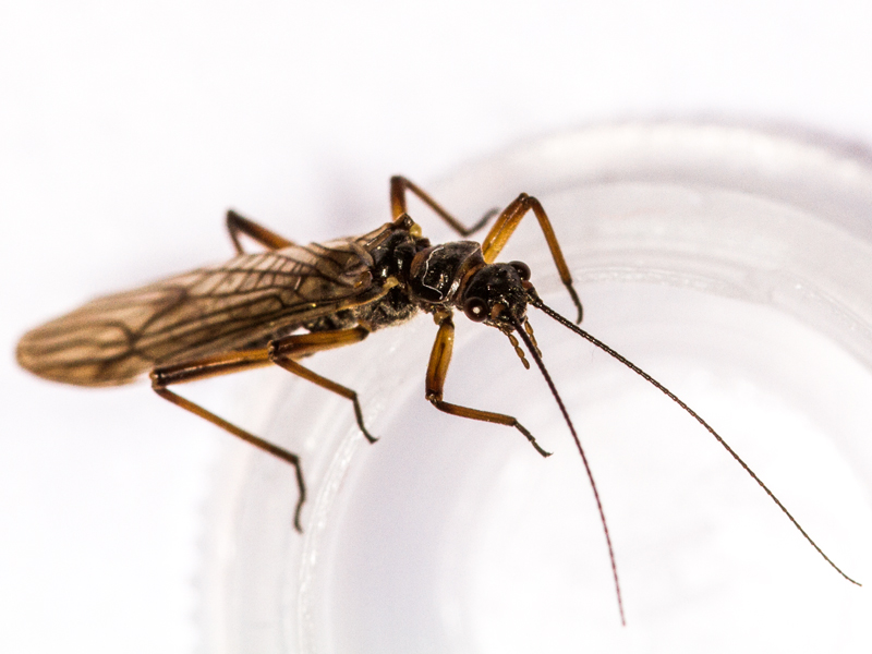 Nemoura avicularis